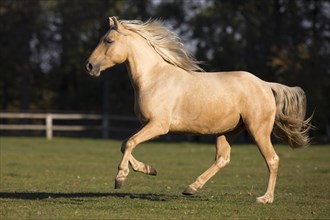 Isabell young stallion gallops over paddock in autumn