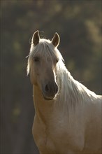 Portrait Iberian young stallion in Isabell color in autumn