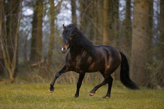 Brown P.R.E stallion trots through the forest