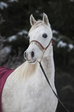 Thoroughbred Arabian mare