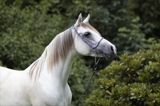 White Arabian mare with halter