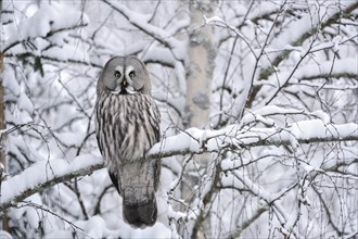 Great grey owl (Strix nebulosa)