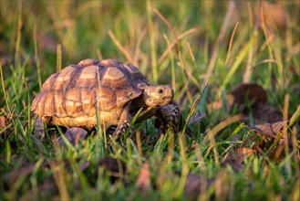 Gopher tortoise (Gopherus Polyphemus) runs through grass