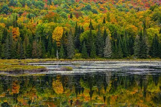Autumn forest reflected in lake near La Minerve Laurentians Quebec Canada
