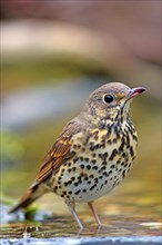 Song thrush (Turdus philomelos) in shallow water