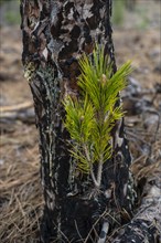Young shoot of a Canary Island pine (Pinus canariensis) after forest fire