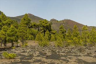 Canary Island pines (Pinus canariensis)