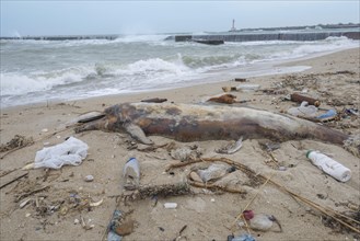Dead Dolphin washed up on the sandy beach is surrounded by plastic garbage