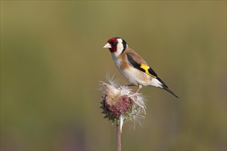 European goldfinch (Carduelis carduelis) sitting on a thistle (Carduus nutans)