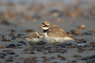 Ringed plover (Charadrius hiaticula) adult bird with juvenile chick on a shingle beach