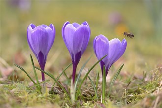 Crocuses (Crocus sp.)