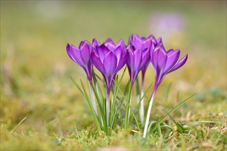 Crocuses (Crocus sp.)