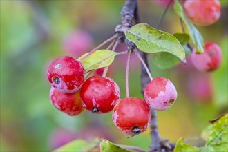 Red Sentinel' decorative apple Baden-Wuerttemberg