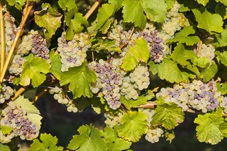 Grapes affected by vinegar rot of the variety Mueller Thurgau