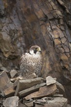 Peregrine (Falco peregrinus) adult bird on a cliff