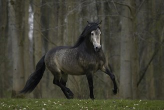 P.R.E stallion trotting through the forest