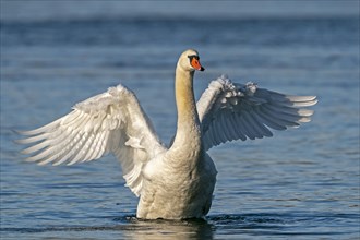 Mute swan (cygnus olor) bathes