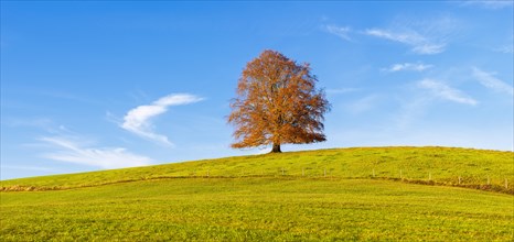 European Beech (Fagus sylvatica) in autumn