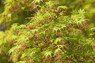 Smooth Japanese maple (Acer palmatum)