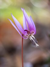 Flower of the rare Dog's tooth violetlily (Erythronium dens-canis)