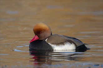 Red crested pochard (Netta rufina) adult male duck swimming on a lake