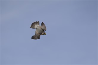Peregrine (Falco peregrinus) adult male bird diving in flight