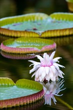 Amazon water lily (Victoria amazonica)