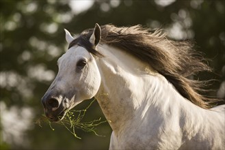 Grey P.R.E. stallion at a gallop with grass in his mouth