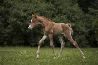 Thoroughbred Arabian filly on the meadow