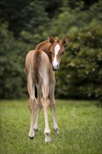 Thoroughbred Arabian filly on the meadow