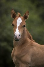 Portrait of a thoroughbred Arabian filly