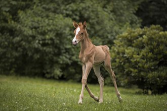 Thoroughbred Arabian filly in the countryside