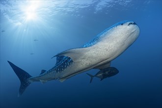 Whale shark (Rhincodon typus) swimming against the light