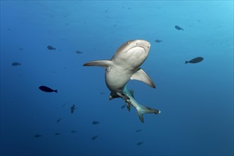 Whitetip reef shark (Triaenodon obesus) from below