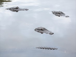 American crocodiles (Crocodylus acutus) in water