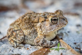 Oak toad (Anaxyrus Quercicus) sitting on sandy forest floor