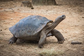 Galapagos giant tortoise (Chelonoidis nigra) walking
