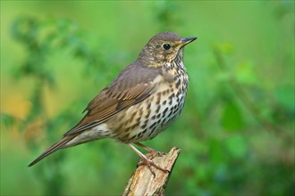 Song thrush (Turdus philomelos) sitting on a branch