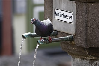 Pigeon (Columba livia f. domestica) at Brunnen