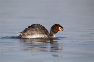Great crested grebe (Podiceps cristatus) adult bird swimming on a lake