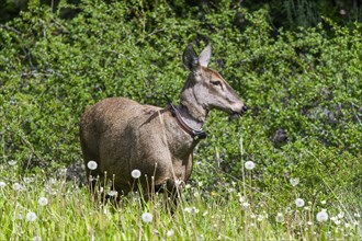 South Andean deer (Hippocamelus bisulcus)