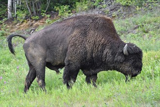North American Wood bison (Bison bison athabascae)