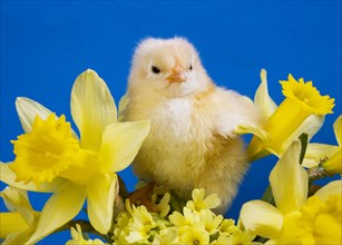 Chick sitting between daffodils