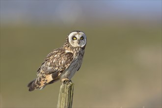 Short-eared owl (Asio flammeus) sitting on fence post