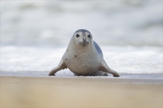 Common seal (Phoca vitulina) adult animal on a beach