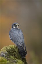 Peregrine (Falco peregrinus) adult male bird perched on a rock