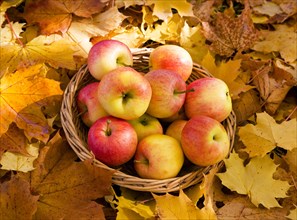 Basket with apples stands on autumnally discoloured maple leaves