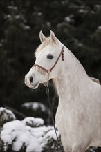 Thoroughbred Arabian mare