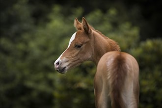 Portrait of a thoroughbred Arabian filly