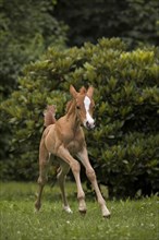 Thoroughbred Arabian filly at a gallop